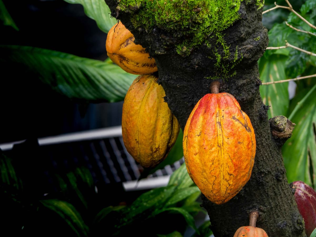 produce main image