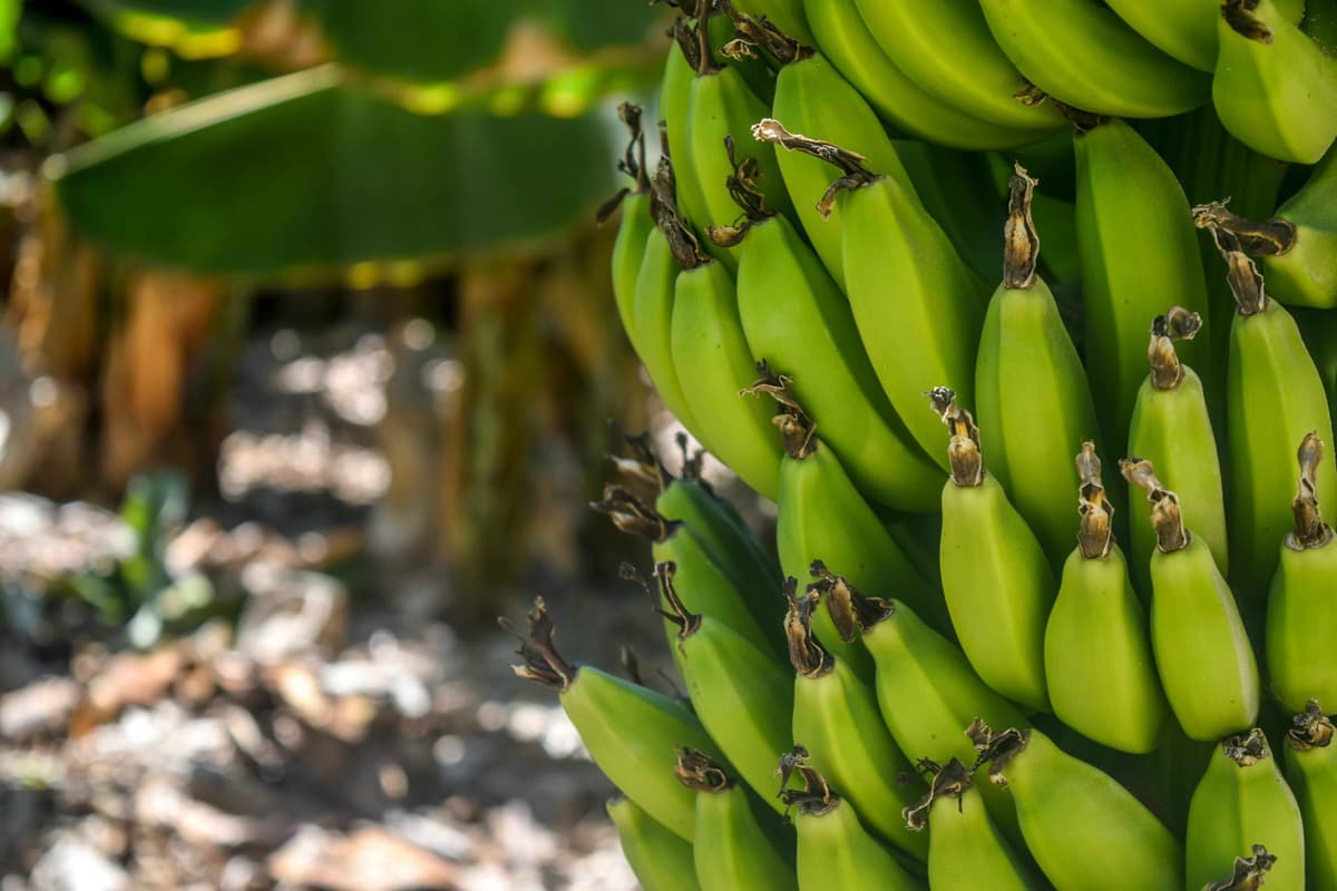 produce main image
