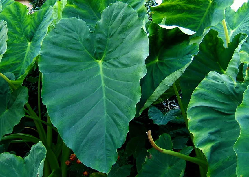 Cocoyam Leaves